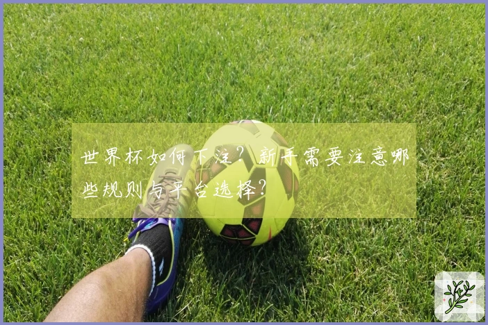 世界杯如何下注？新手需要注意哪些规则与平台选择？